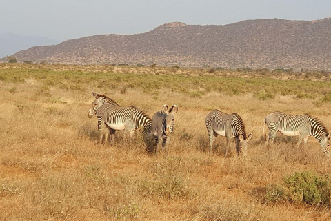 3 Days, 2 nights safari to Samburu National Reserve 3 Days private safari in a 4x4 Landcruiser jeep