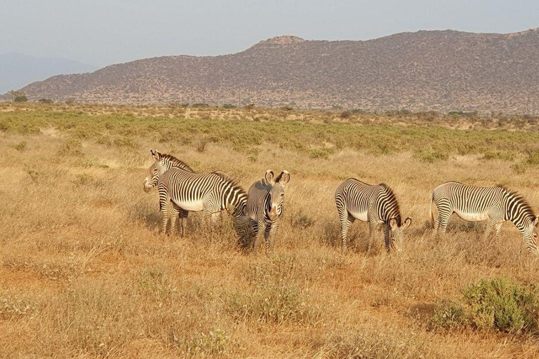 3 Days, 2 nights safari to Samburu National Reserve 3 Days private safari in a 4x4 Landcruiser jeep