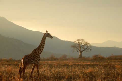 From Zanzibar: 1-Day Selous Safari with Flight & Lunch Selous Safari from Zanzibar – Without Transfer