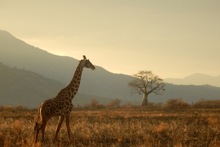 From Zanzibar: 1-Day Selous Safari with Flight & Lunch Selous Safari from Zanzibar – Without Transfer