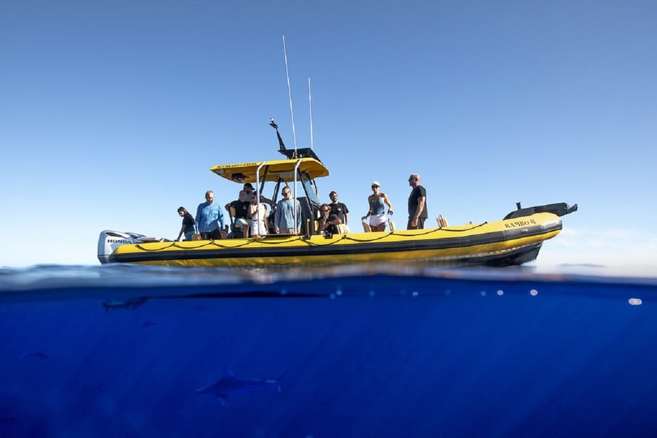 Oahu : Visite de la vie marine sur la côte nord au départ de Haleiwa