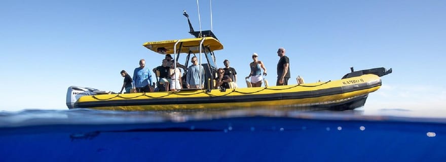Oahu : excursion sur la vie marine de la côte nord depuis Haleiwa