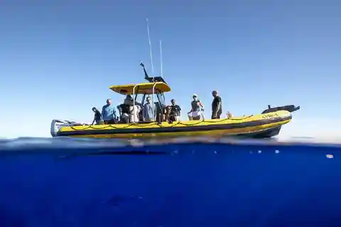 Oahu: tour della vita marina della North Shore da Haleiwa