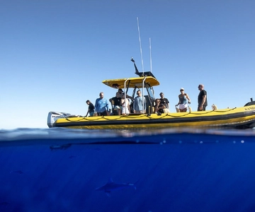 Oahu: North Shore Marine Life Tour from Haleiwa