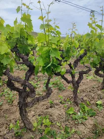 Azienda agricola F.lli Dell
