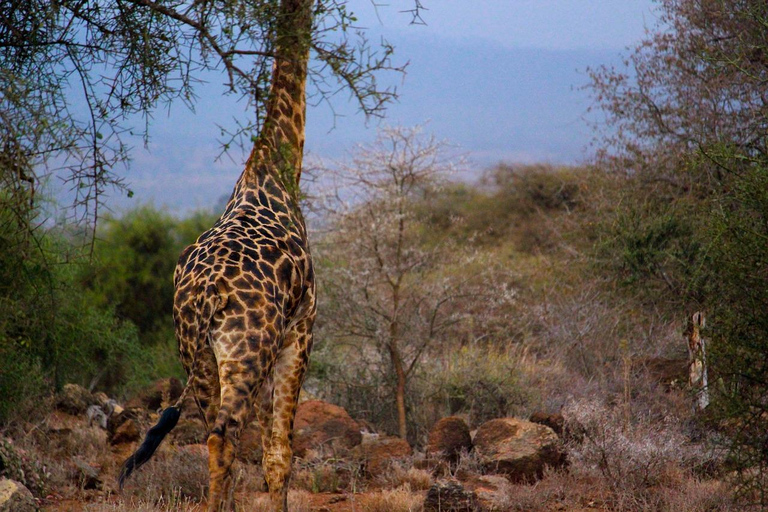 6 dagar Mombasa/ Diani Tsavo öst/väst och Amboseli NNP