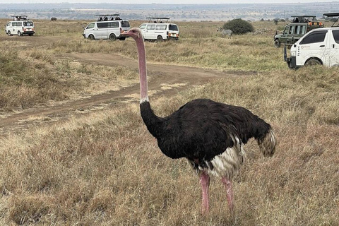 Nairobi National Park Privé Halve Dag Tour met Pick Up