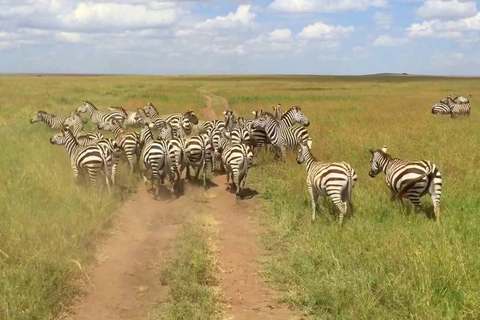 Nairobi nationalpark: Halvdagsutflykt i grupp med upphämtning