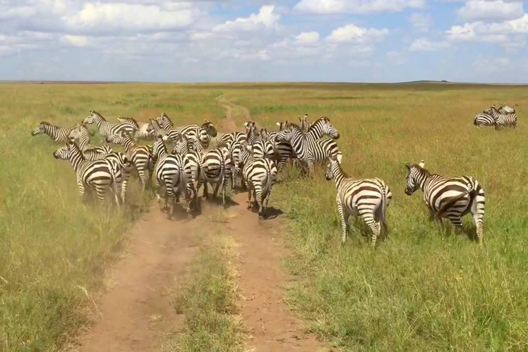 Nairobi Nationalpark: Halbtagestour für Gruppen mit Abholung