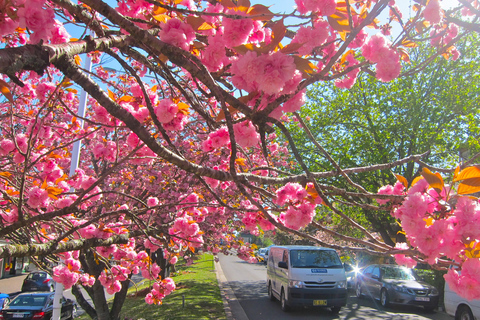 Sydney: Blue Mountains Half Day Scenic World & Lookout Tour Mandarin Speaking Guide: Half Day Scenic World & Lookout