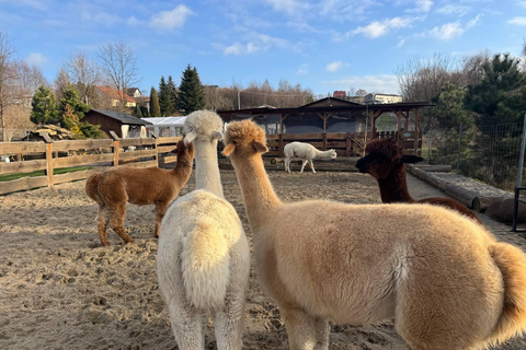 Krakow: Magical day with Alpacas, Castle & Sunset on Water