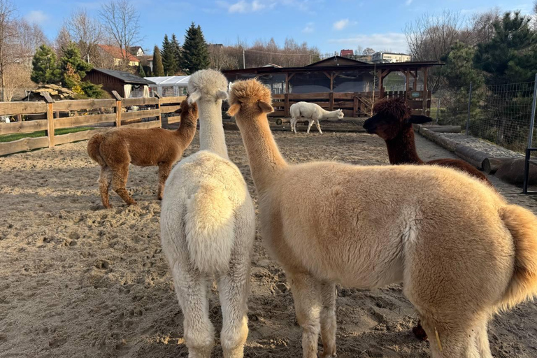 Krakow: Magical day with Alpacas, Castle & Sunset on Water