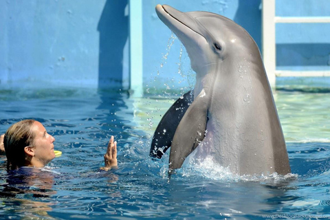 Alanya: Dolphin & Sea Lion Show with Hotel Transfers
