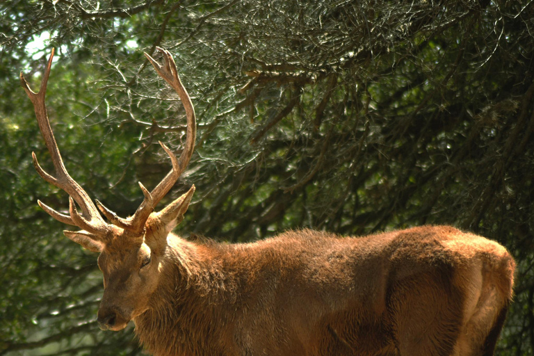 Africam Safari Conservation Park