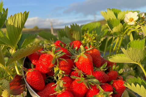 Family adventure: Farm-to-Scoop, Create Your Own Ice Cream!