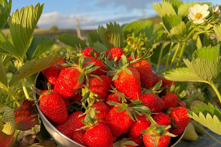 Family adventure: Farm-to-Scoop, Create Your Own Ice Cream!