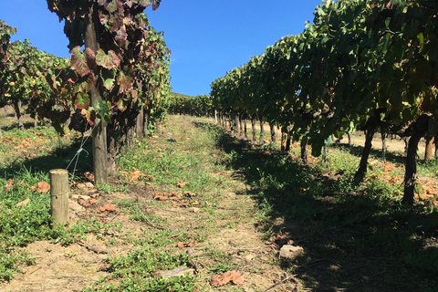 Porto to Douro Valley Private tour in a 4x4 like a native Privat tour Offroad Douro Valley