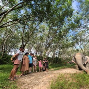 Khao Lak: Guided Elephant Observation Walk in Nature Khao Lak: Guided Elephant Observation Walk in Nature