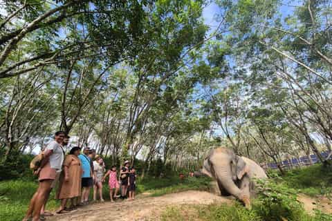 Khao Lak: Guided Elephant Observation Walk in Nature - Image 3