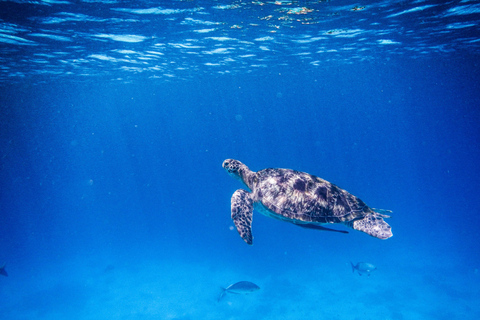 Phuket/Khao Lak: Similan Royal Day Trip by Speed Catamaran Hotel round-trip transfer from/to Khao Lak