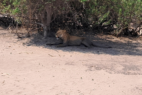 2 Day one night chobe safaris