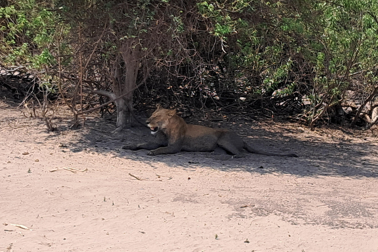 2 Day one night chobe safaris