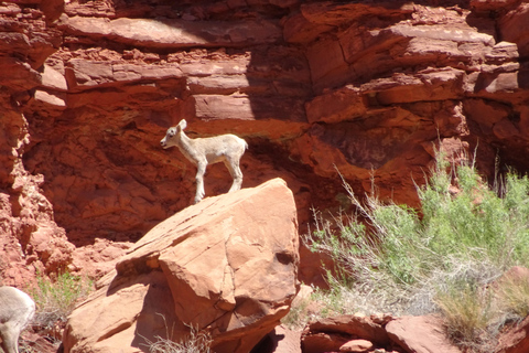 Moab: 2 uur durende boottocht op de Colorado rivier