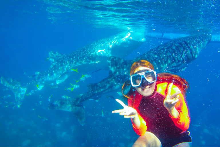 Cebu: Oslob Whale Shark Swimming Experience Whale Shark Swimming with Kawasan Canyoneering