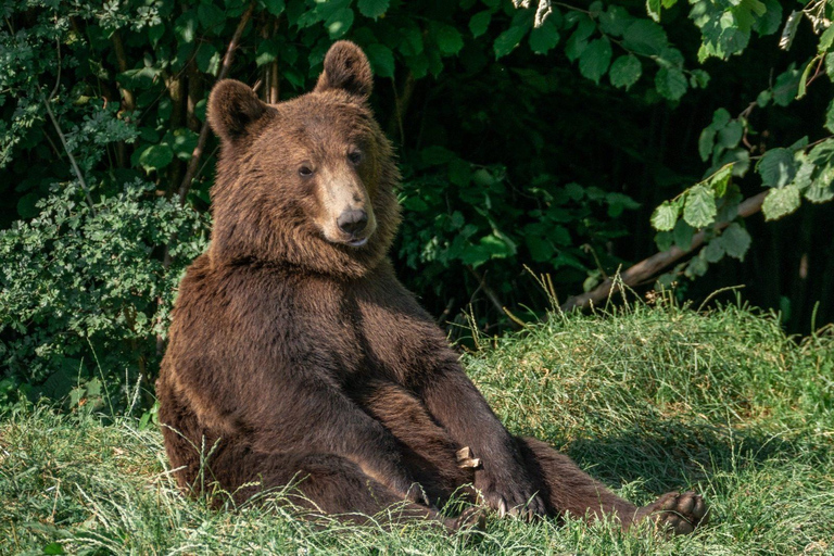 Brasov: Bear Sanctuary with Guaranteed Entry & Transfer