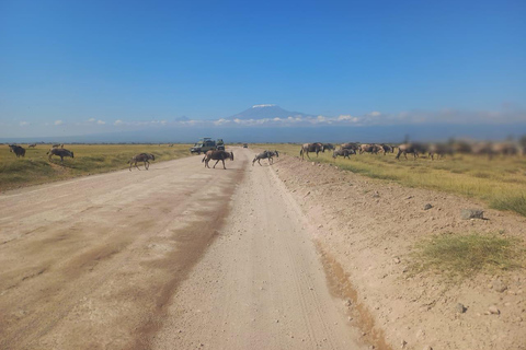 EXCURSION D'UNE JOURNÉE DANS LE PARC NATIONAL D'AMBOSELI SAFARI PRIVÉ AU DÉPART DE NAIROBI.