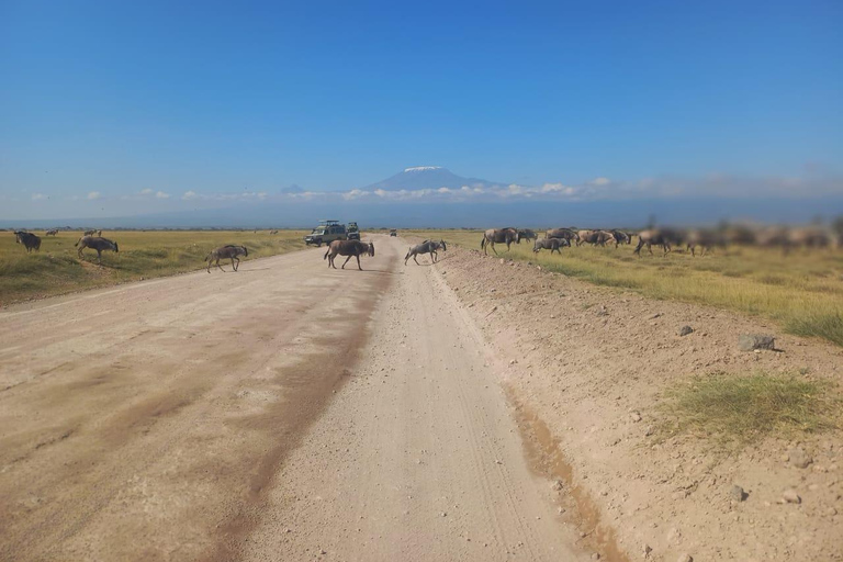 EXCURSION D'UNE JOURNÉE DANS LE PARC NATIONAL D'AMBOSELI SAFARI PRIVÉ AU DÉPART DE NAIROBI.