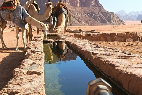 overnight: sleep under the stars in the cave in Wadi Rum Protected Area Caml tour