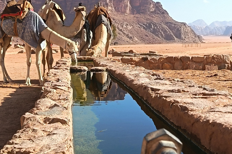 overnight: sleep under the stars in the cave in Wadi Rum Protected Area Caml tour