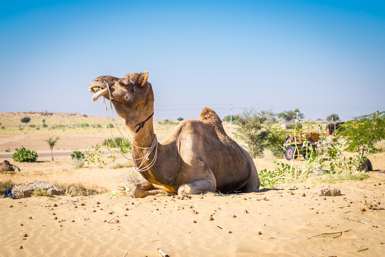 Odyseja po Radżastanie: Jaipur, Jodhpur i Jaisalmer