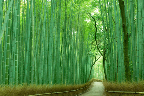 Tour privato personalizzato di Kyoto in auto con guida localeInglese