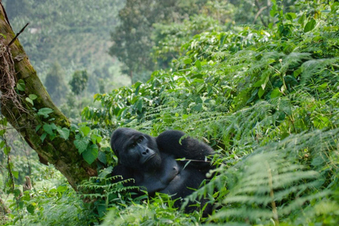 Bwindi: 4 dagars gorillahabitat och vandring i Bwindi