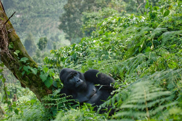 Bwindi: 4 dagars gorillahabitat och vandring i Bwindi