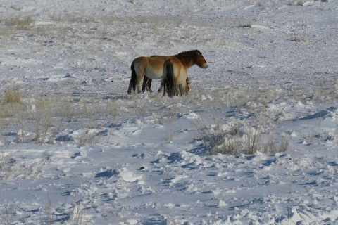 Mongolei: Hustai-Nationalpark