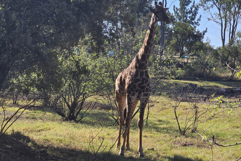 Rhino and Lion Park (Safari) and Cradle (Maropeng Museum) Private Tour