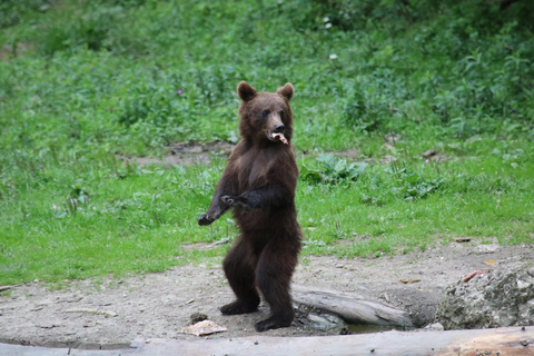 Brasov: Carpathian Brown Bear Wildlife Viewing Experience