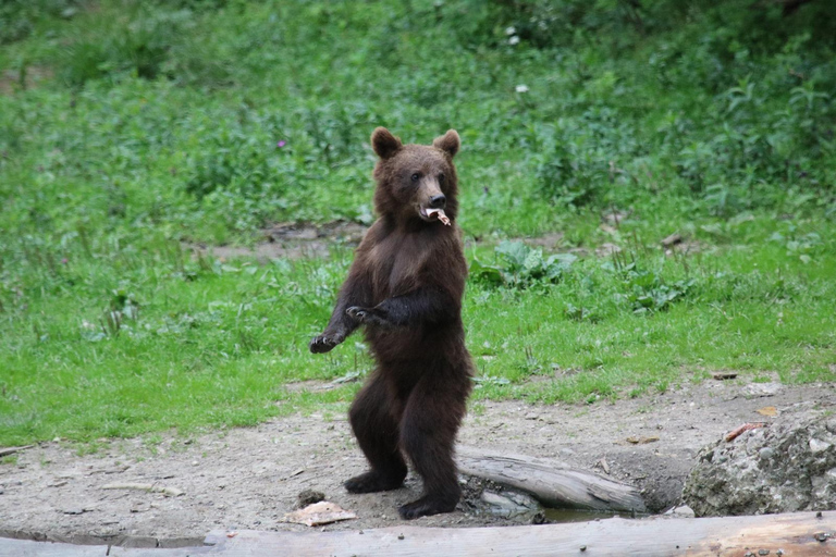 Brasov: Carpathian Brown Bear Wildlife Viewing Experience