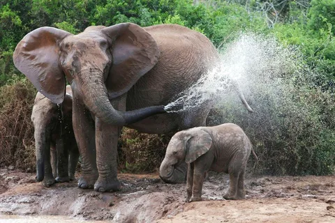 From Delhi: Taj Mahal Tour with Elephant Conservation Centre