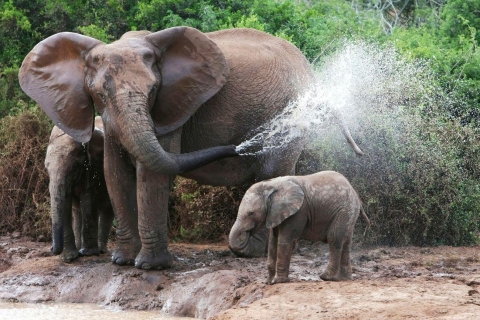 Desde Delhi: Visita al Taj Mahal con el Centro de Conservación de Elefantes