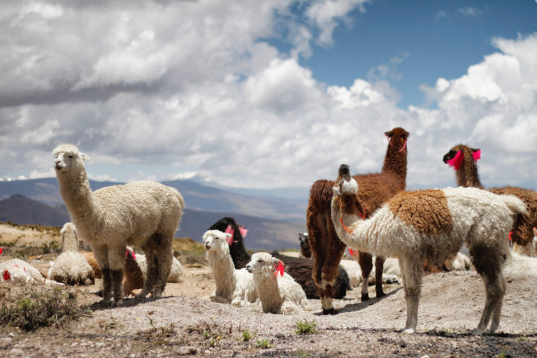 Von Arequipa: Colca Tal 2 Tage