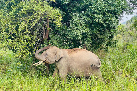 Au départ de Kandy : Visite de Sigiriya, Dambulla et Polonnaruwa