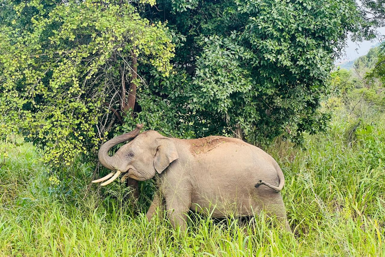 Från Kandy: Dagsutflykt till Sigiriya, Dambulla och Polonnaruwa