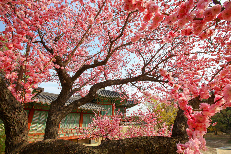 Seoul: Jinhae or Chasing Cherry Blossom &amp; Spring Flower TourChasing Cherry Blossom Tour, Meet at Hongik University St