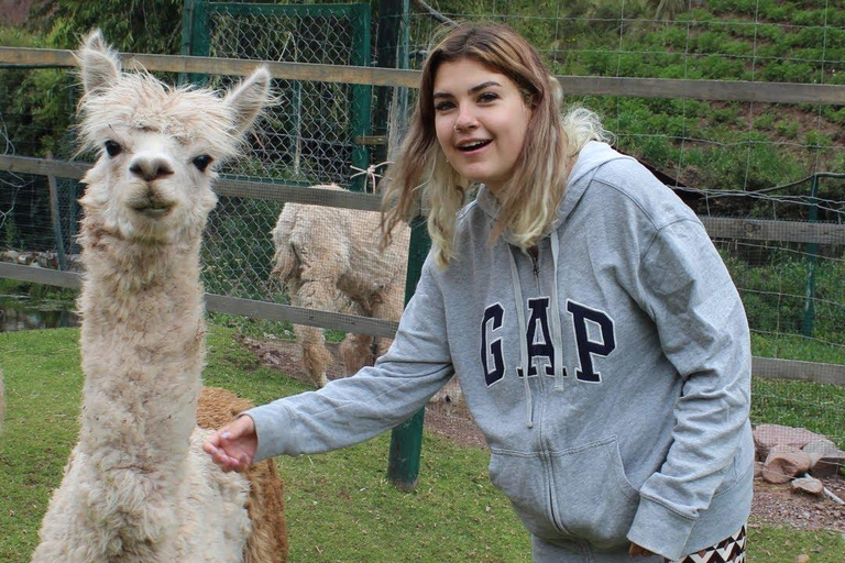 Visit to the Cochahuasi Animal Sanctuary with rescued animal