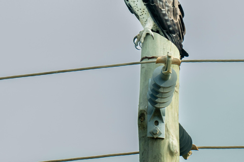 From Zanzibar: Overnight Selous G.R. Safari with Flightsshared safari