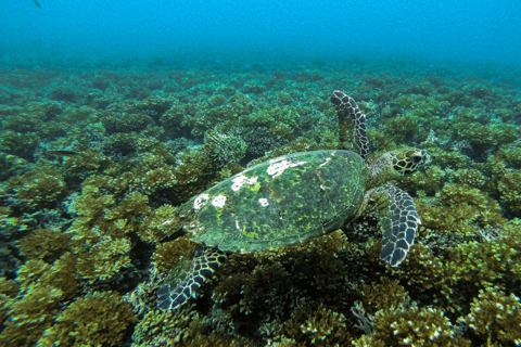 Depuis Santa Catalina : Excursion en bateau dans le parc national de Coiba